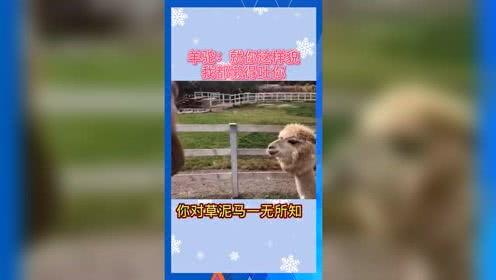 兔兔吃瓜娱乐,娱乐无限，揭秘娱乐圈幕后趣事